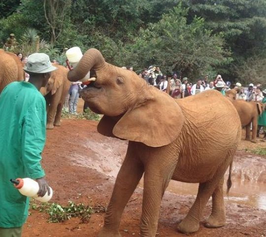 Early morning Nairobi national park Elephant orphanage and Giraffe center tour